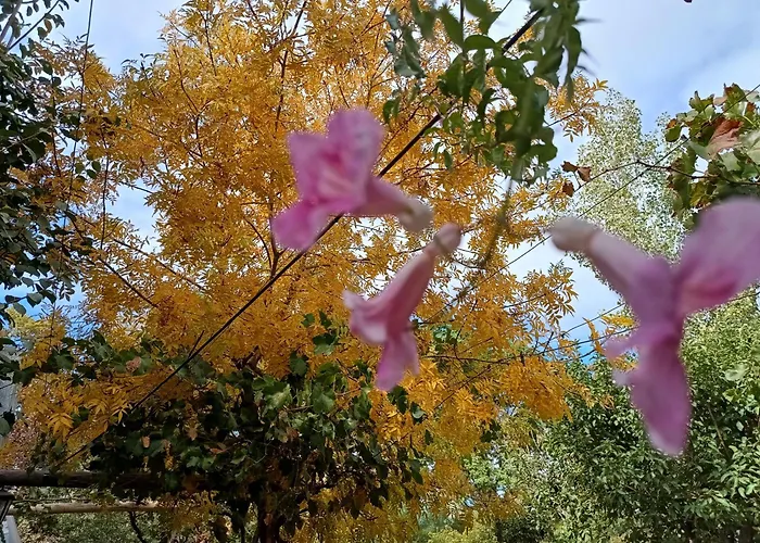 El Parralito